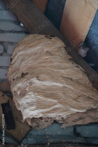 a hornet's nest
