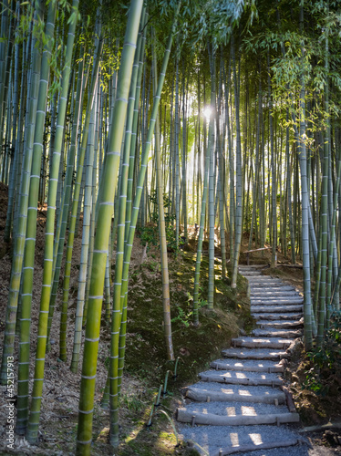 Path leading through a bamboo forest 