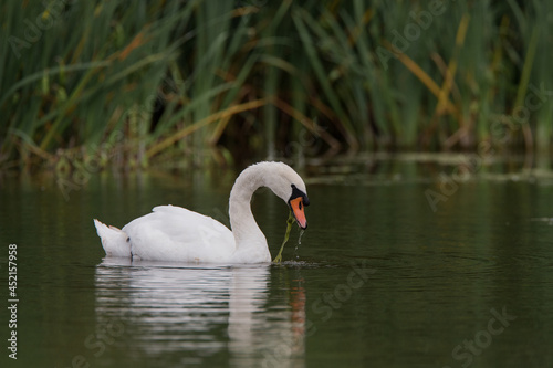 Swan looking for food among the reeds, on the river severn. Shropshire United Kingdom