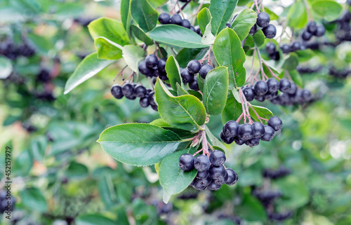 Ripe berries of chokeberry or aronia melanocarp on a tree branch.