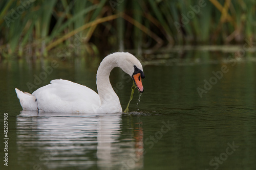 Swan looking for food among the reeds  on the river severn. Shropshire United Kingdom