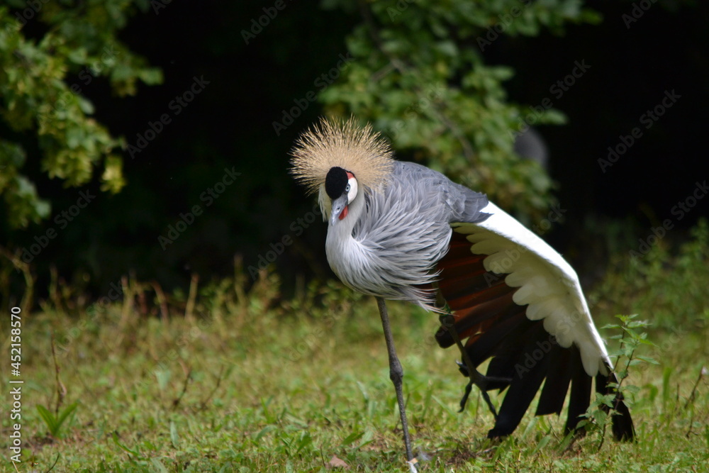 Fototapeta premium zoo, tier, affe, ganz, vofel, makak, wild lebende tiere, baby, säugetier, wild, natur, mama, fell, asien, tierpark, dschungel, gesicht, kind, wald, liebe, sitzen, siam, braun, familie, gibraltar, anre