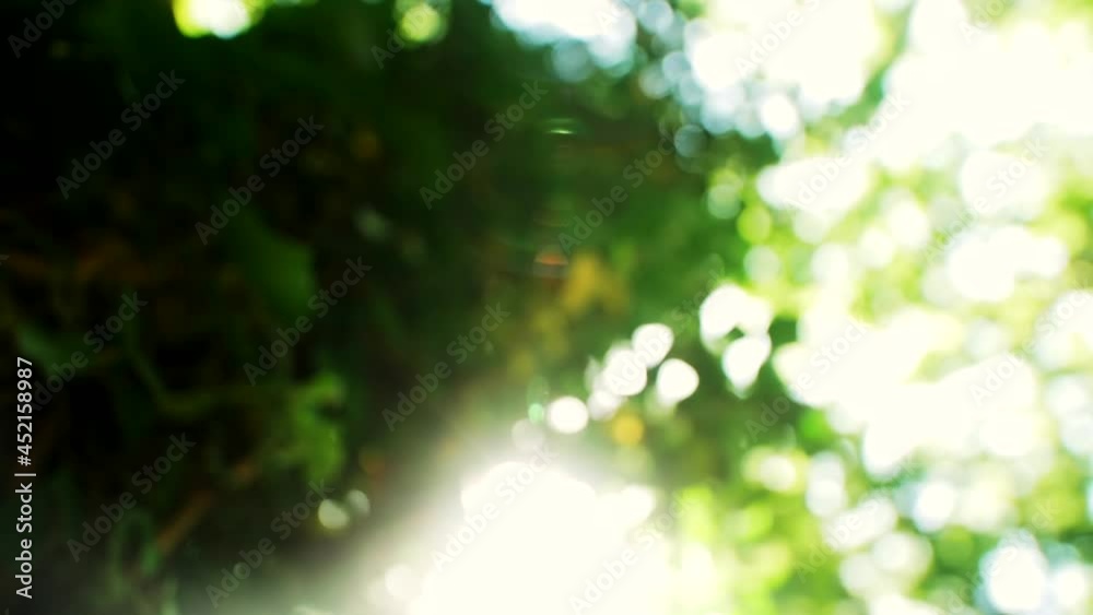 Bright multi-coloured flecks of sunlight move dancing slowly on green leaves in summer forest on sunny day in countryside macro Bright multi-coloured flecks of sunlight move dancing slowly on green leaves in summer forest on sunny day in countryside macro