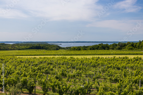 Vineyard with lake in background