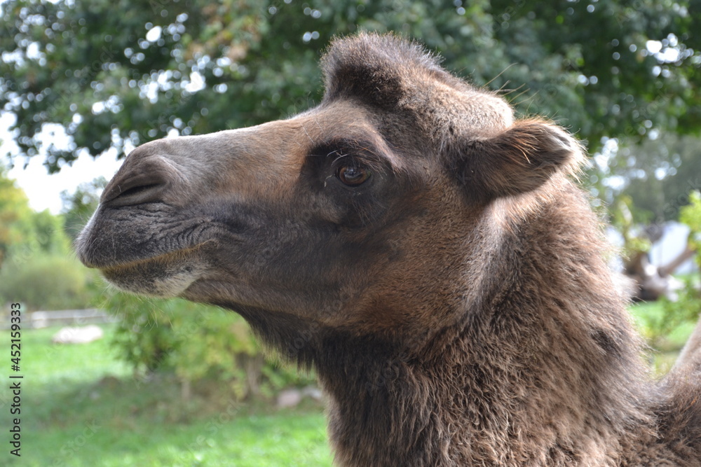 Obraz premium tier, bulle, säugetier, flusspferd, flusspferd, wild, natur, wild lebende tiere, gras, bauernhof, tier, big, warzenschwein, gross, nashorn, safari, braun, tierpark,