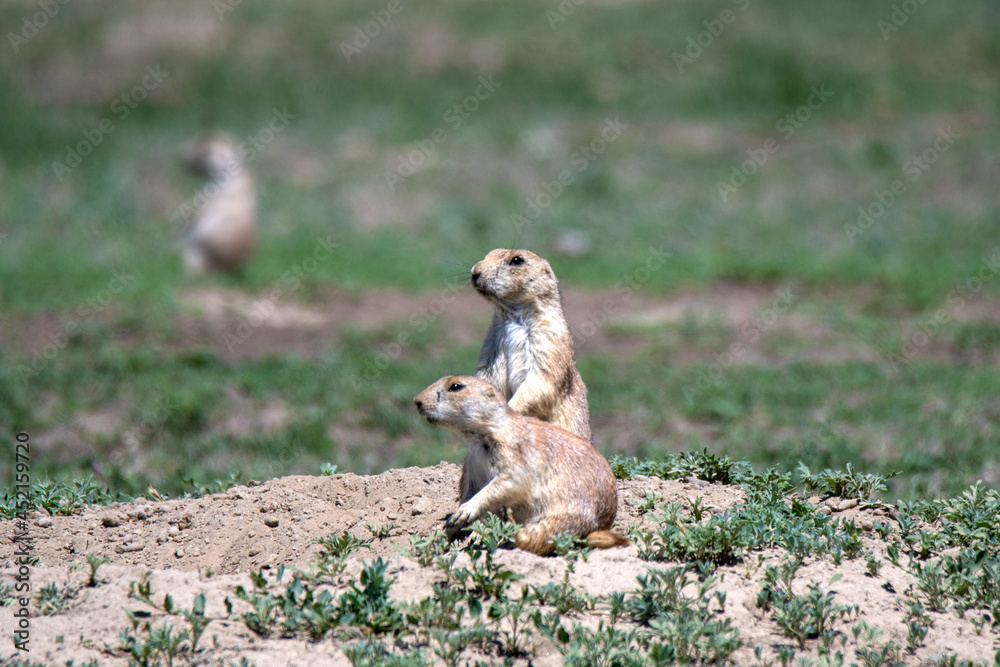Fototapeta premium prairie dogs tourist watching