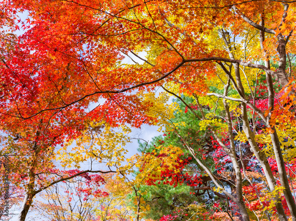 Beautiful autumn foliage in Kyoto, Japan