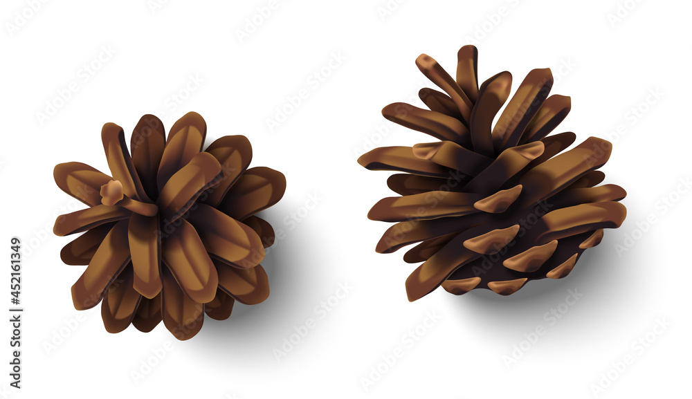 Realistic Christmas fir tree cones set isolated on white background. Vector illustration. Brown natural pinecones collection Realistic Christmas fir tree cones set isolated on white background. Vector illustration. Brown natural pinecones collection