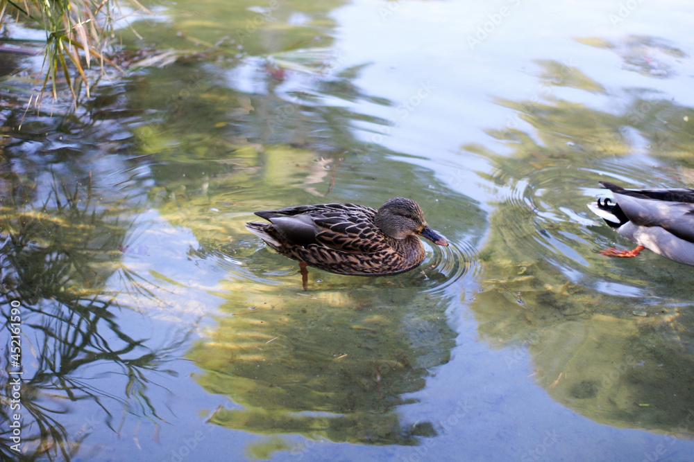 DUCK DUCK