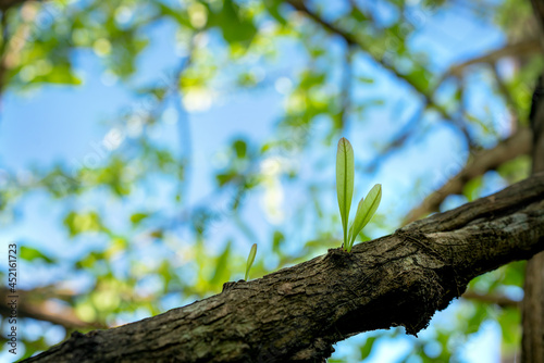 The leaves are growing out of the trunk with background blue sky  blur background.