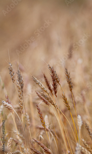 Ears of wheat or rye growing in the field at sunset. A field of rye during the harvest period in an agricultural field.