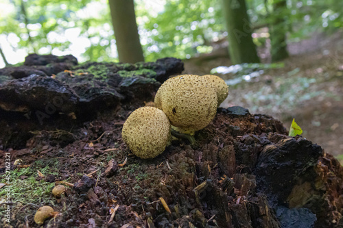 Mushroom on the forest floor