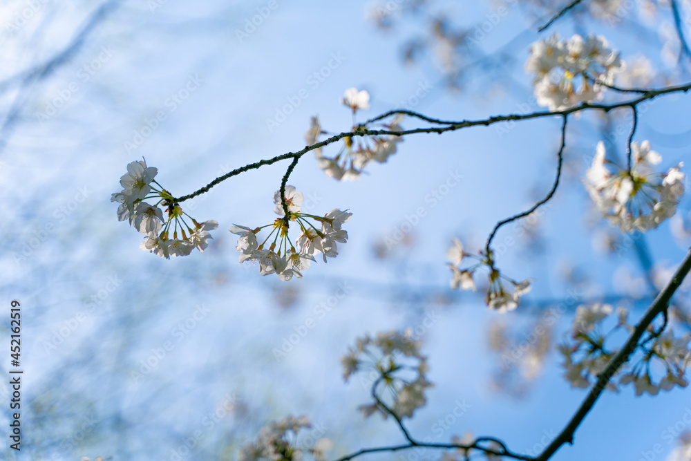あの春の桜