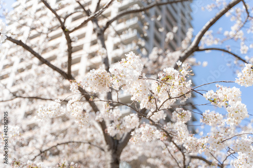 入社式の桜