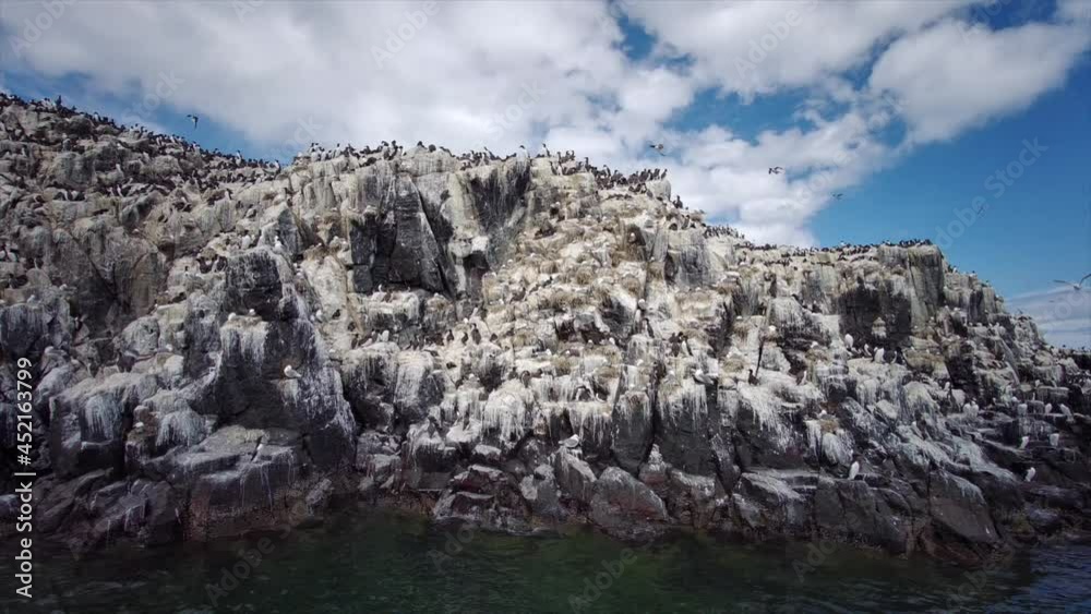 Bird watching on Farne Islands - Northumbrian Coast
