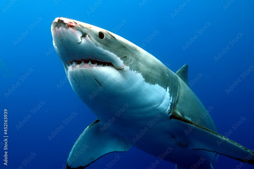 Fototapeta premium White shark 