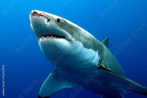 White shark 