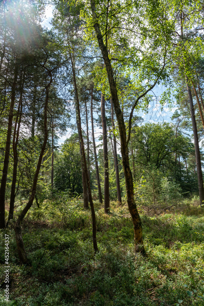 Part of the forest north of Apeldoorn, part of the Veluwe. Part of the forest north of Apeldoorn, part of the Veluwe.