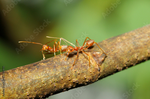 Close up red ant is animal bug wildlife on stick tree in nature © pumppump