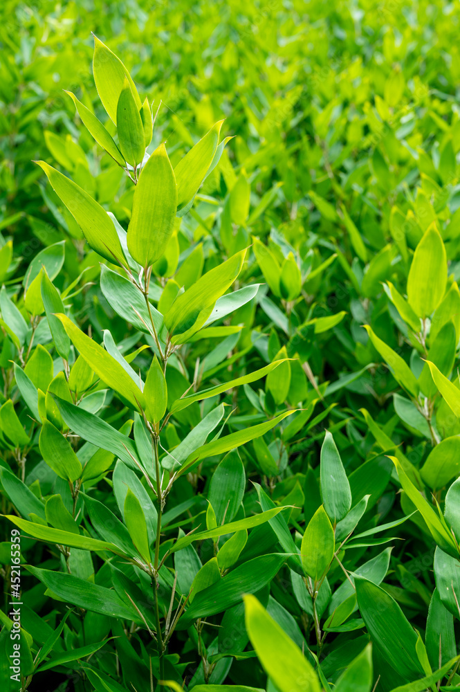 Obraz premium 大仙公園-廬山（茶畑）-