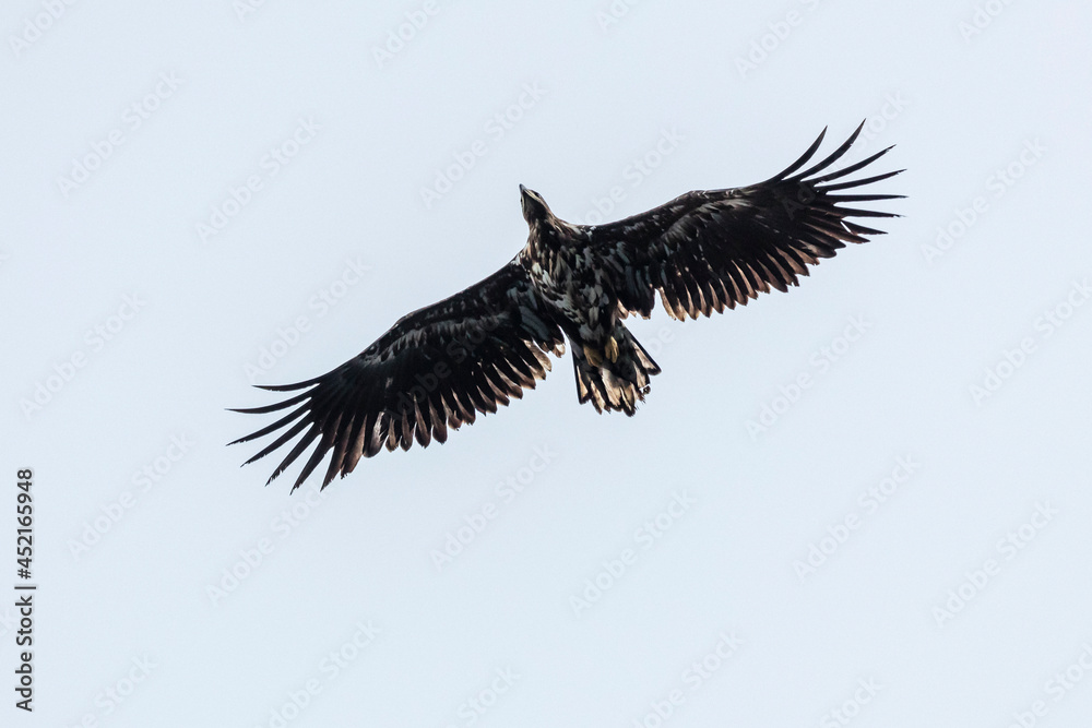 Flying white head eagle in the North of Norway Flying white head eagle in the North of Norway