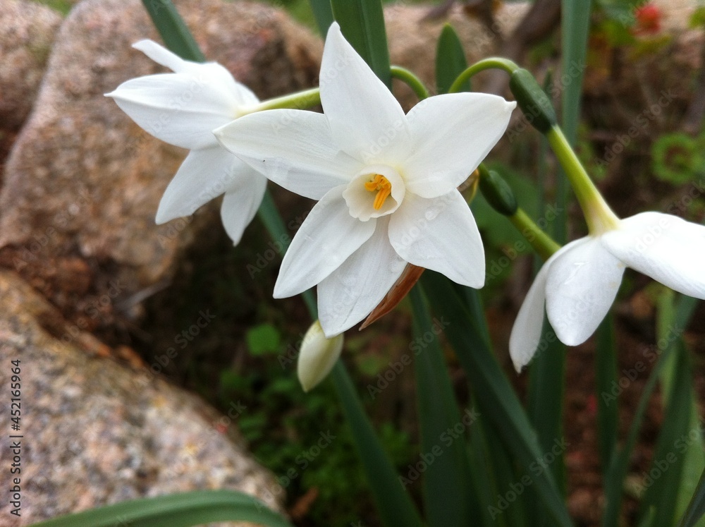 Obraz premium Natura