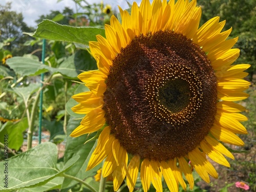 sunflower in the garden