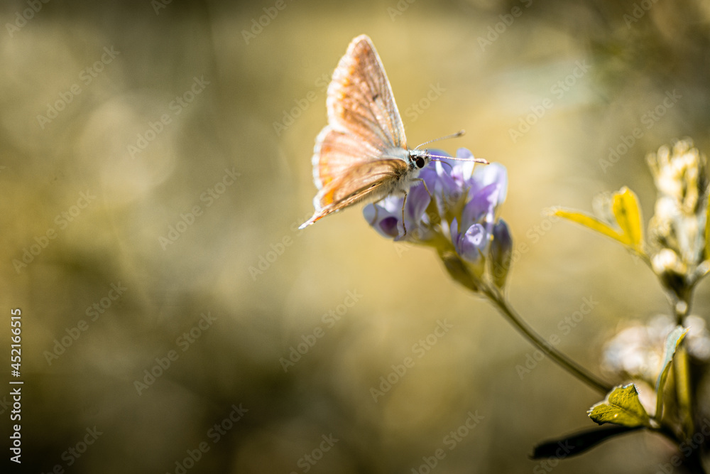 Fototapeta premium Butterfly on flower, papillon sur fleur