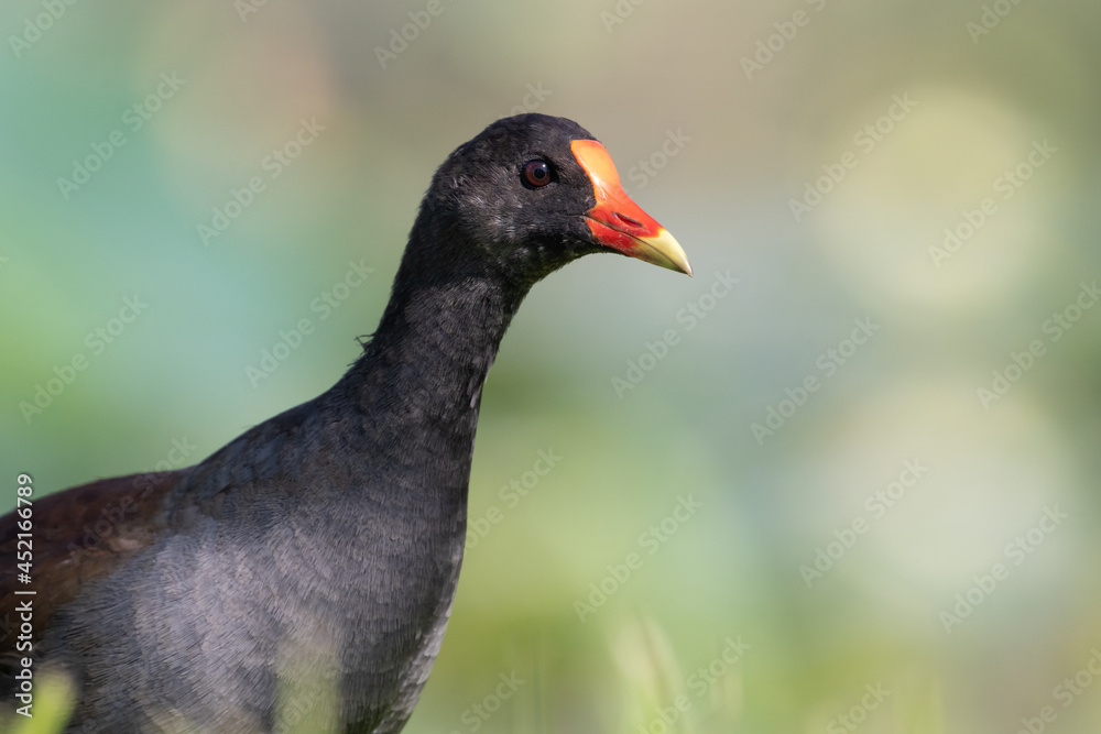 A portrait of a common gallinule, seen near Leesburg, Florida. A portrait of a common gallinule, seen near Leesburg, Florida.