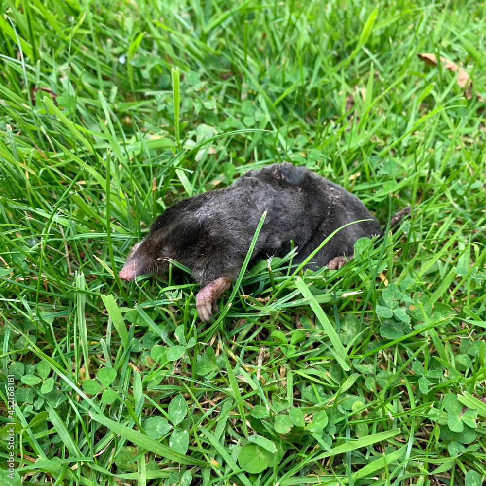 Taupe morte dans la pelouse qui est envahit de trefle.
La Taupe ou Taupe d'Europe est un petit mammifère fouisseur de la famille des Talpidés, qui vit sous terre dans les sols humides et meubles, en s Taupe morte dans la pelouse qui est envahit de trefle.
La Taupe ou Taupe d'Europe est un petit mammifère fouisseur de la famille des Talpidés, qui vit sous terre dans les sols humides et meubles, en s