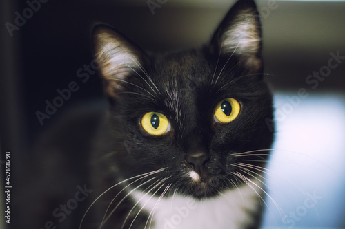 A beautiful black cat sitting on the floor