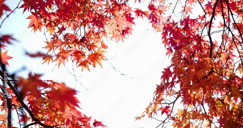 Tilt-up video of autumn leaves turning red.
Light reflected from the water surface illuminates the autumn leaves. Tilt-up video of autumn leaves turning red.
Light reflected from the water surface illuminates the autumn leaves.