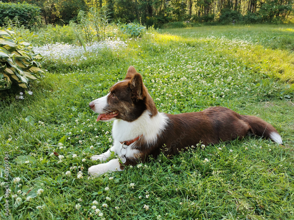 A brown and white Welsh corgi cardigan lies in the garden on the grass with clover flowers, next to the hosta, on a warm summer evening. A brown and white Welsh corgi cardigan lies in the garden on the grass with clover flowers, next to the hosta, on a warm summer evening.