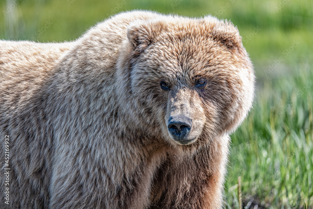 Alaska brown bear, grizzly bear or coastal brown bear in Lake Clark National Park and Preserve, Alaska in the wilderness