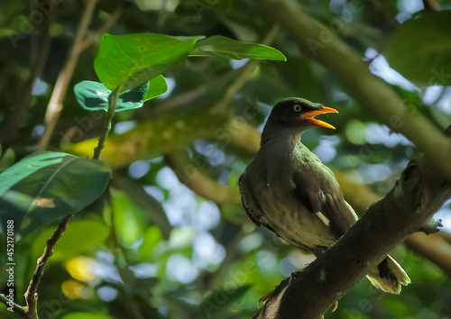 The Javan Myna bird of Bangladesh 