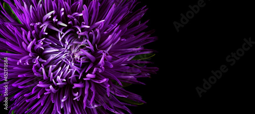 purple aster flower close-up. copy space photo