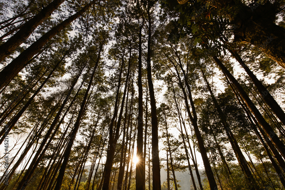 Fototapeta premium Tall tree in forest with sunlights and rays at sunset
