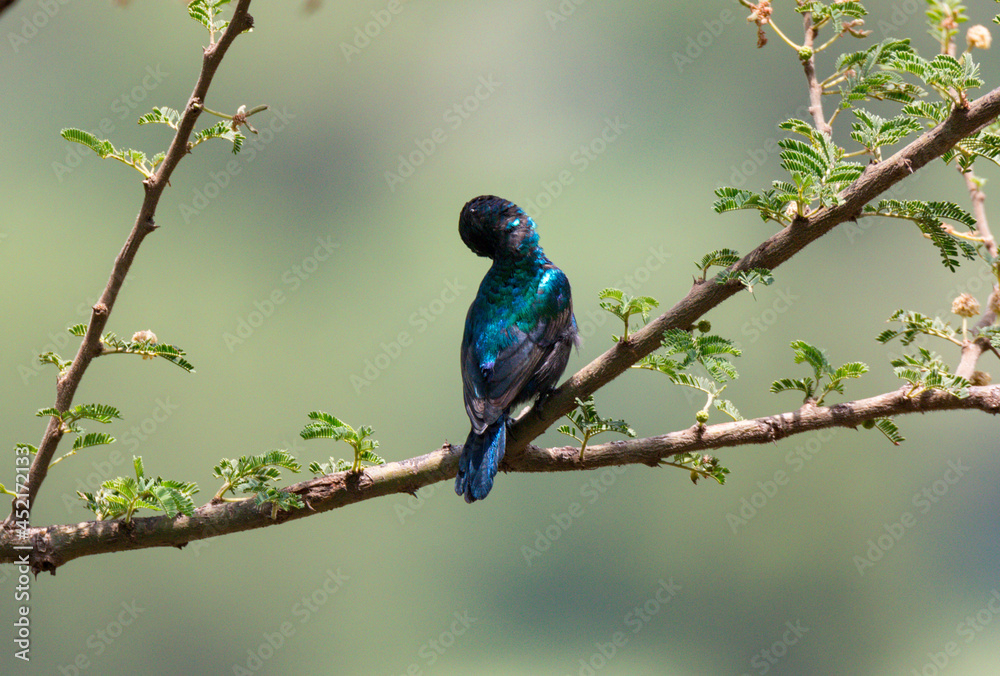 Back of Palestine sunbird (Cinnyris osea) preening its feathers Back of Palestine sunbird (Cinnyris osea) preening its feathers
