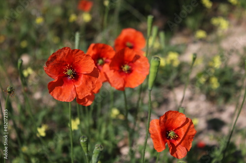 Amapolas en flor