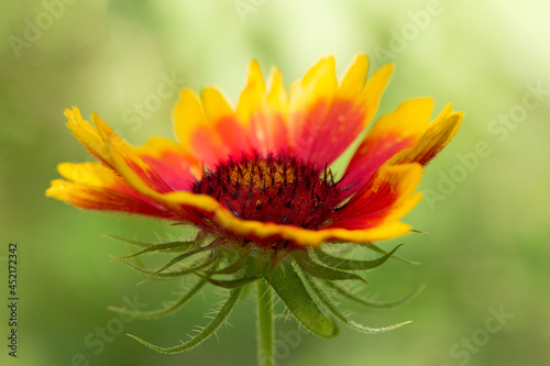 Colorful yellow-orange Gaillardia (Gaillardia x hybrida) on a natural green background close-up. Macro photo.