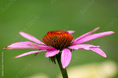 Pink rudbeckia or gerbera on a natural green background. The poster.