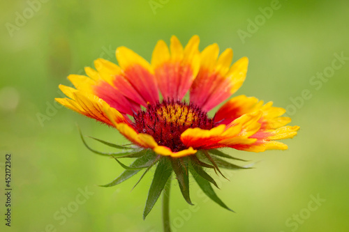 Colorful yellow-orange Gaillardia (Gaillardia x hybrida) on a natural green background close-up. Macro photo.