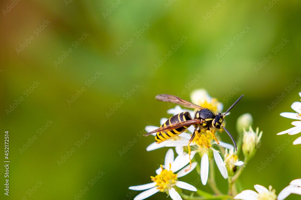 Yellowjacket pollinating flower in August Yellowjacket pollinating flower in August