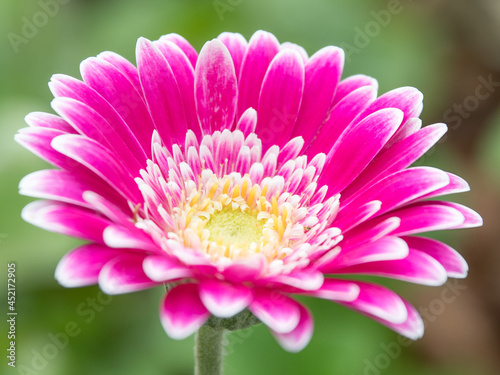 A pink gerbera daisy with a yellow center and white petal tips.