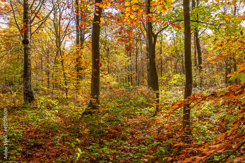 Beech trees autumnal woodland