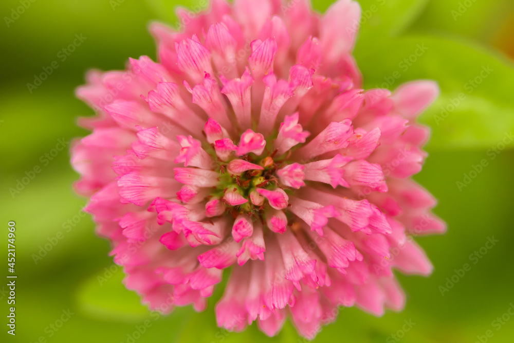 Clover flower close up Clover flower close up