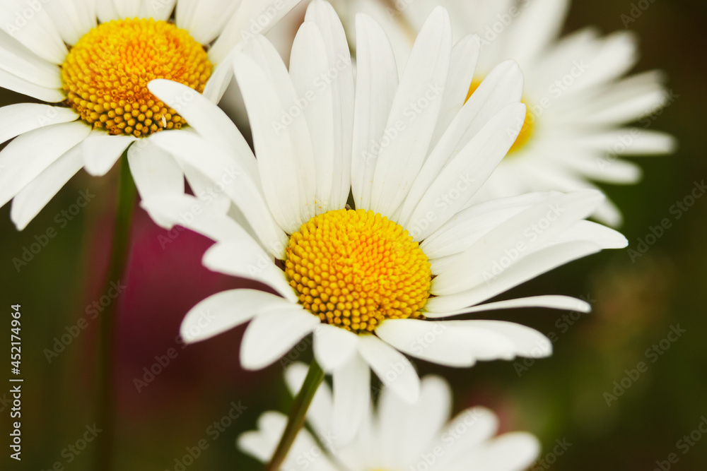 Obraz premium Wild chamomile close up