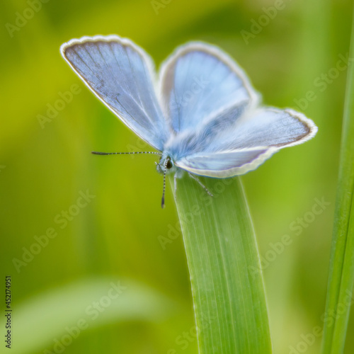 blue butterfly on a blade of grass