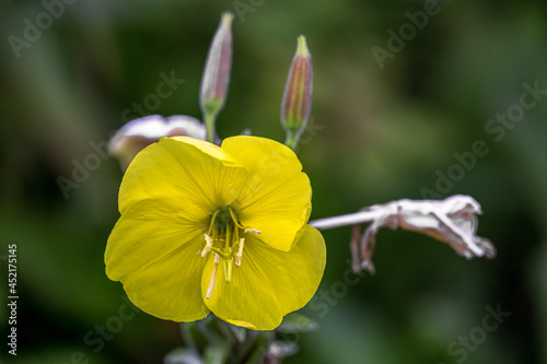 Evening primerose or Oenothera biennis yellow open flower on a summer evening