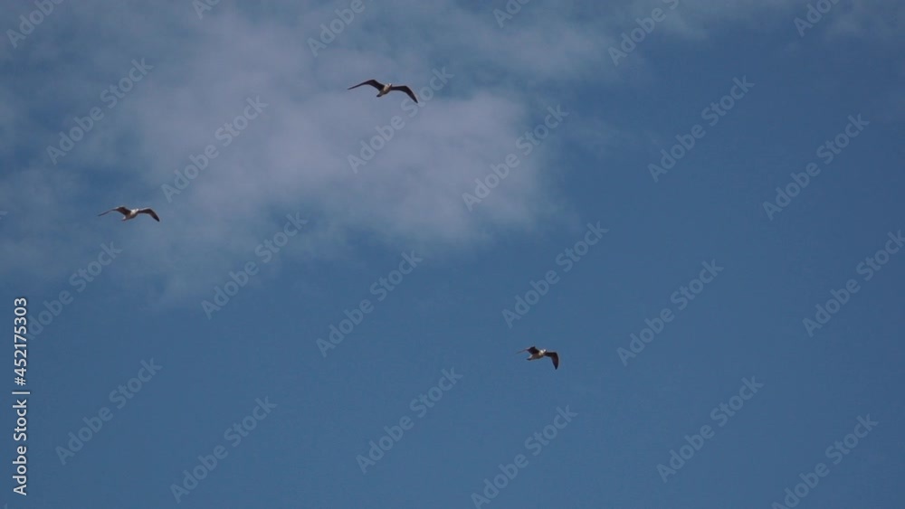 Three seagulls fly over the ocean against the blue sky Three seagulls fly over the ocean against the blue sky